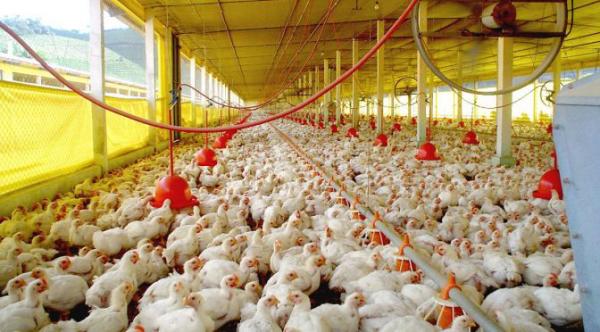Exportações de celulose, soja e carne de aves crescem e superávit de MS atinge US$ 979 milhões