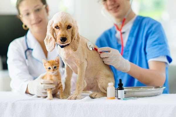 Capacitação online vai apresentar tendências no mercado veterinário
