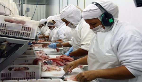 MS supera pandemia e vendas externas de tilápias crescem 10,49% em 2020