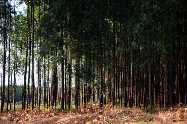 Com grande reserva de madeira, MS tem potencial de exportação para gigantes da celulose