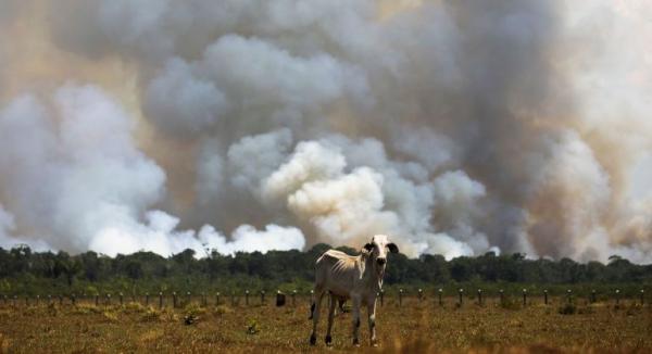Desmatamento na Amazônia cai pelo 2º mês