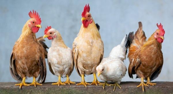 Preço do frango sobe quatro vezes mais que a inflação em 2021