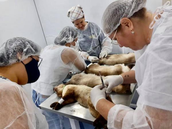 Prefeitura de Rio Verde realiza castração gratuita em pequenos animais 
