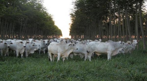 China retoma importação de carne bovina brasileira