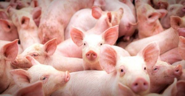Pesquisa estima que humanos poderão receber transplante de órgãos de porcos em 2025 no Brasil