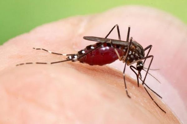 Brasil ultrapassa 500 mortes por dengue em 2022