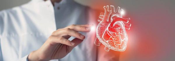 Oxitocina poderá ser usada para recuperar coração após lesão ou infarto