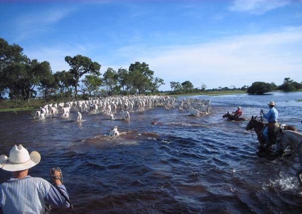 Diálogos Pantanal + Sustentável apresenta cases de sucesso no bioma