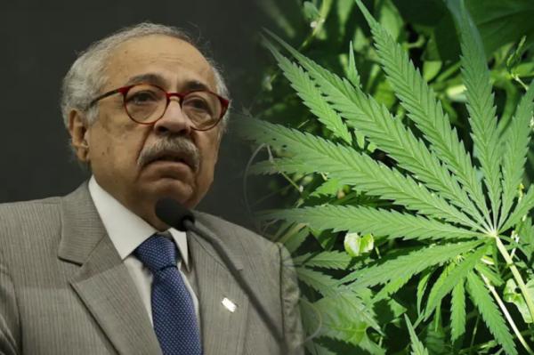 STJ concede autorizações ao cultivo de cannabis para fins medicinais