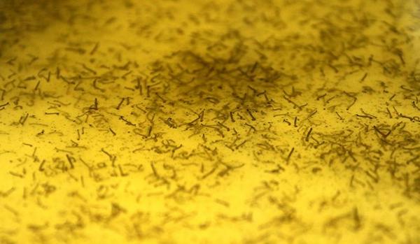 Dicas simples podem livrar sua casa dos focos da dengue