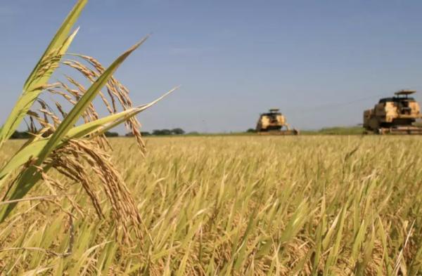 Produtores estranham importação milionária (e desnecessária) de arroz