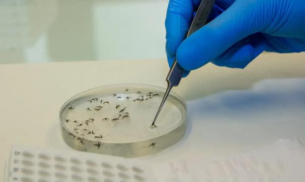 MS investiga mortes suspeitas de Febre Oropouche no Brasil 