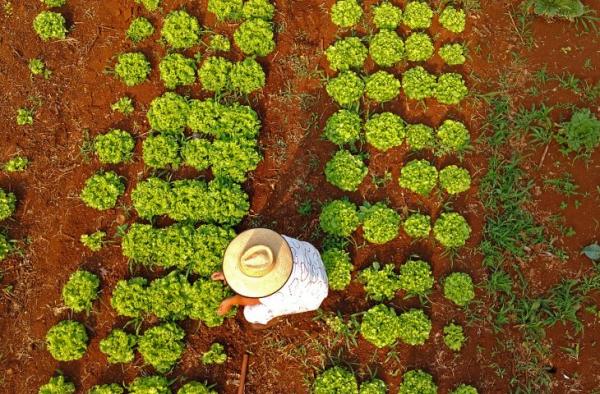 MS contempla agricultura familiar com projetos inclusivos e inovadores