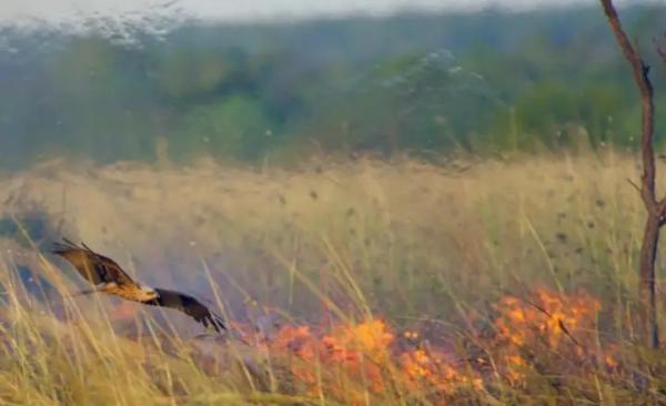 A absurda teoria das ‘aves incendiárias’ no Brasil