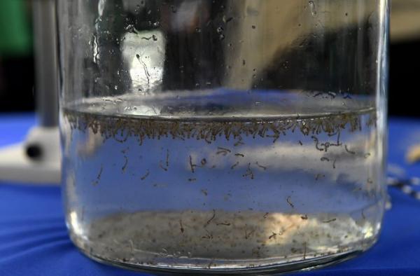 MS registra 15.927 casos confirmados de dengue