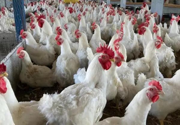 Exportações de carne de frango crescem 23,2%