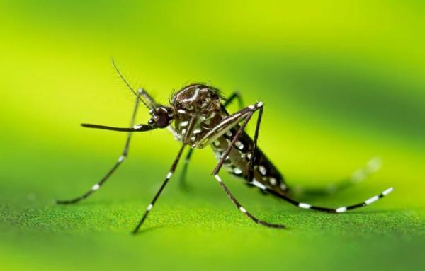 Em recorde, dengue chega perto de 6 mil mortes no Brasil em 2024