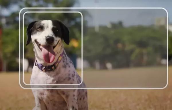 Carteira nacional para pets chega a MS