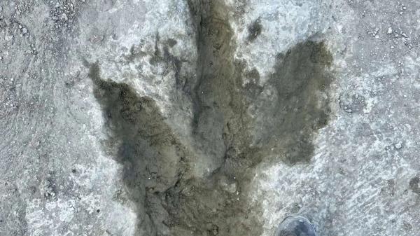 Enormes pegadas de dinossauros são descobertas na Inglaterra
