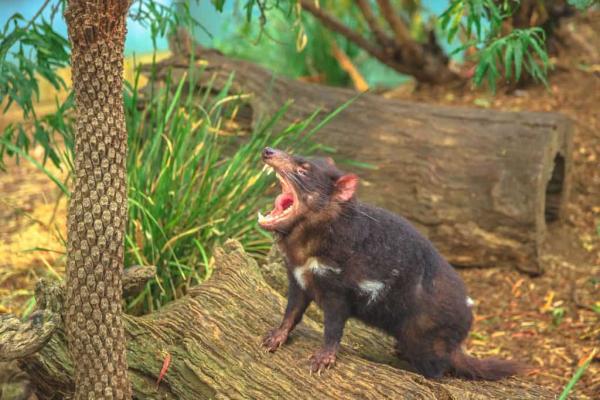 Por que a Austrália tem tantos animais bizarros?