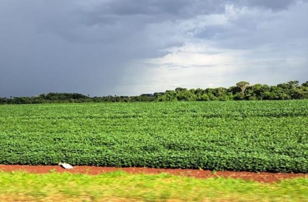 Mais de 70% das lavouras de soja apresentam boas condições de desenvolvimento