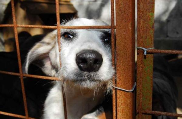 Ferramenta de MS registra 40 denúncias por semana de maus-tratos de animais