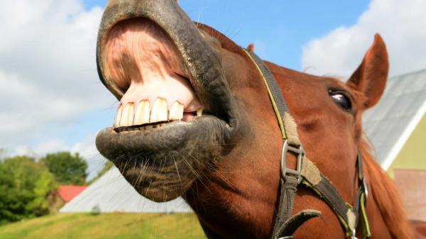Nova IA pode ‘traduzir’ emoções de animais