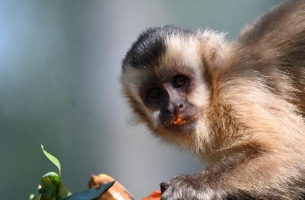 Imasul leva tuiuiú e oito macacos-prego reabilitados no CRAS para ambientação no Pantanal