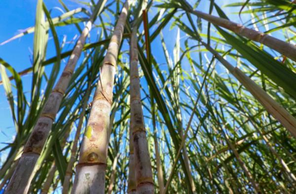 Mato Grosso do Sul tem produção recorde de etanol