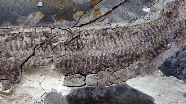 Misterioso fóssil de 444 milhões de anos intriga cientistas