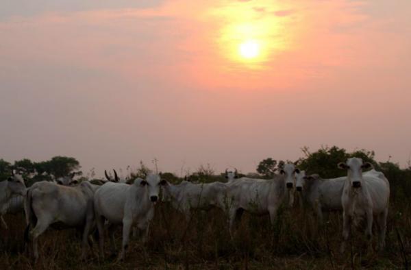 China reprova 28 frigoríficos brasileiros de carne bovina para exportação