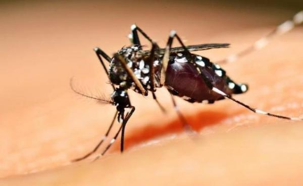 Brasil ultrapassa marca de mil mortes por dengue em 2025