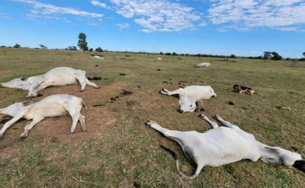 Proximidade de frio renova alerta para risco de morte de animais por hipotermia