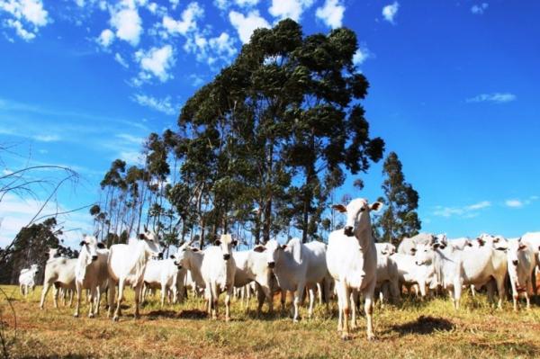 Campanha de vacinação contra brucelose reforça cuidados com saúde animal e humana em MS