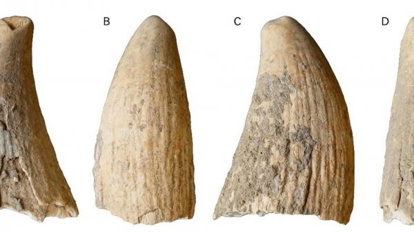 Dente de baleia cachalote reconta história de 4 mil anos