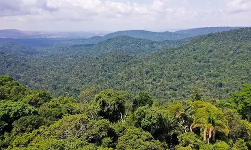 Árvores da Amazônia revelam cenário preocupante no bioma