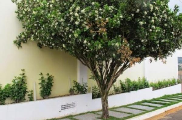 Proibição de murta em Campo Grande é positiva