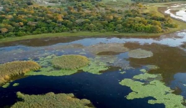 Parque do Pantanal do Rio Negro desponta como modelo nacional na geração de créditos ambientais