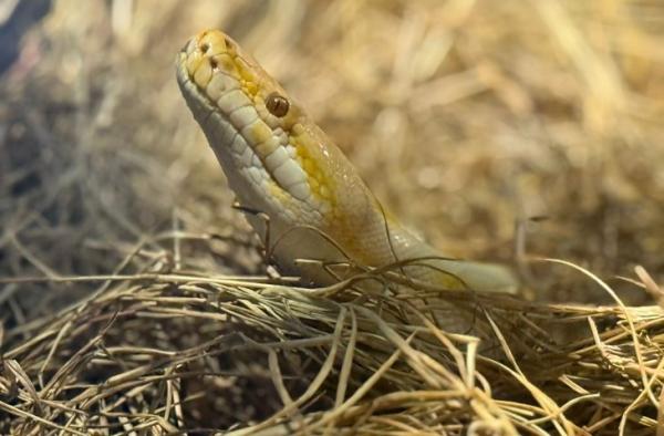 Bioparque Pantanal celebra Dia Mundial da Cobra
