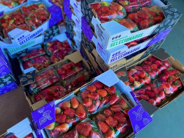 Procura pelo morango aumenta e com isso preço já subiu 35%