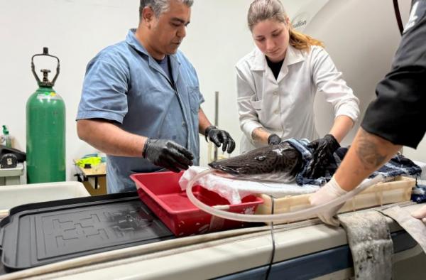 Bioparque Pantanal e UFMS realizam exames de imagem em peixe de grande porte