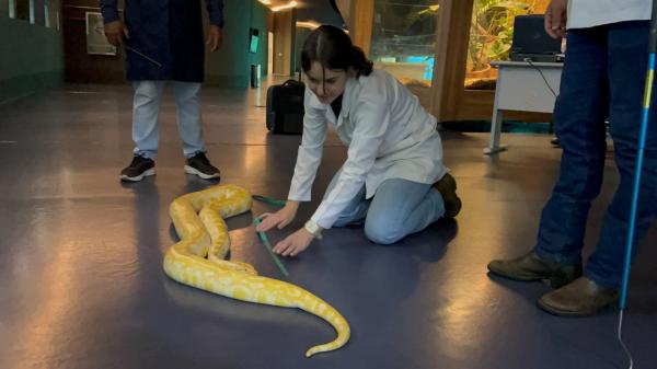 Serpente do Bioparque Pantanal passa por exame de rotina