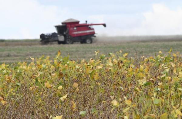 Começa plantio da maior safra de soja de Mato Grosso do Sul