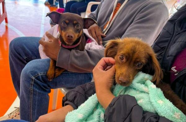 2ª etapa atende 9,6 mil animais e avança para Grande Dourados e Cone Sul