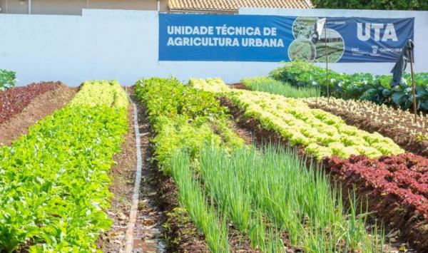 Hortifrutis doados amenizam a fome e viram adubo para a comunidade