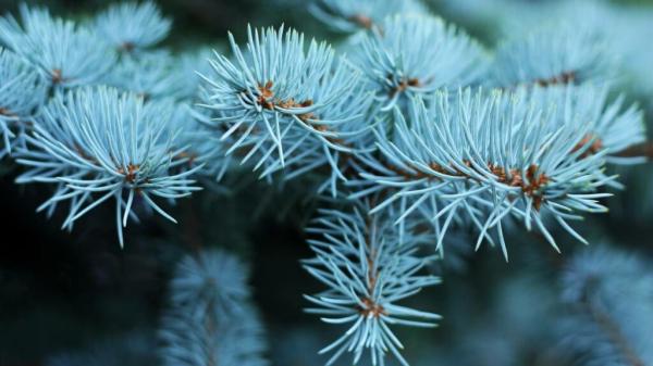 Cientistas encontram ouro se formando dentro de uma planta rara