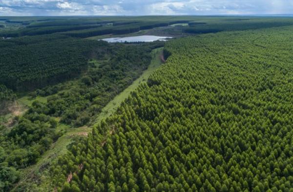 Governo de MS paga por floresta preservada e impulsiona nova economia