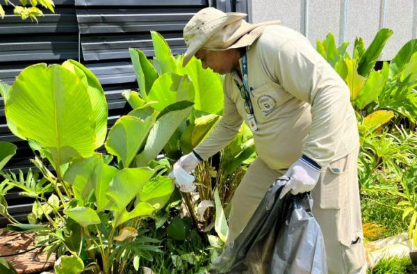 Estudo associa presença da Wolbachia à queda da dengue na capital
