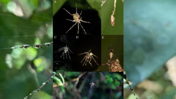 Aranhas fazem cópias de si mesmas para enganar predadores