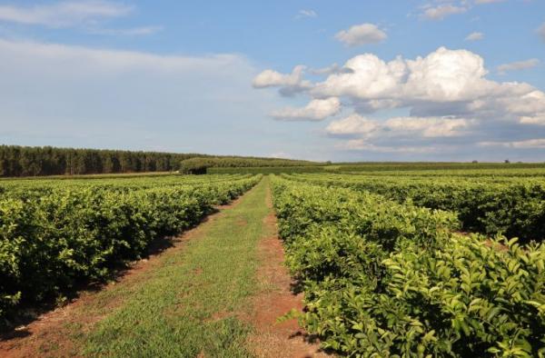 Citricultura injeta R$ 2,4 bilhões e diversifica base produtiva em MS